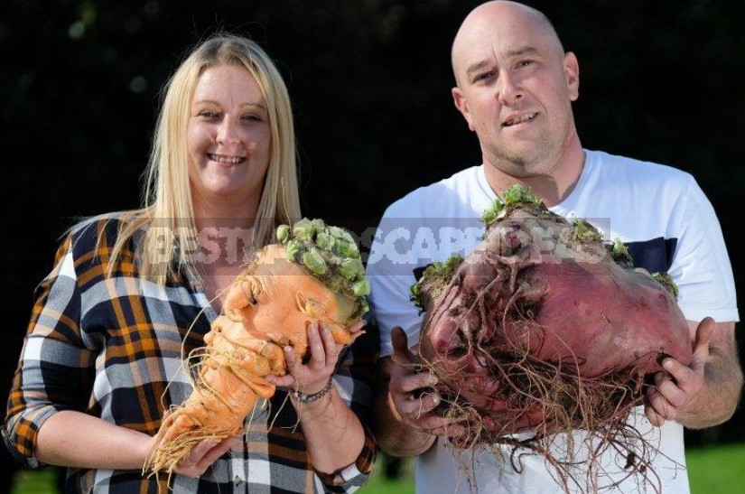 Giant Vegetables On Display In Harrogate (England)