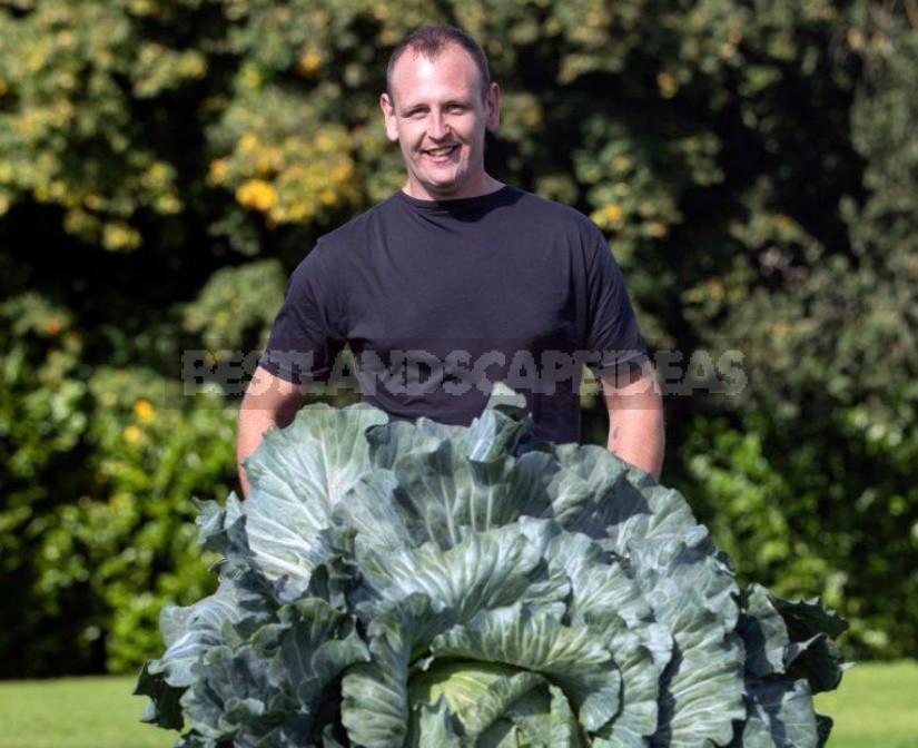 Giant Vegetables On Display In Harrogate (England)