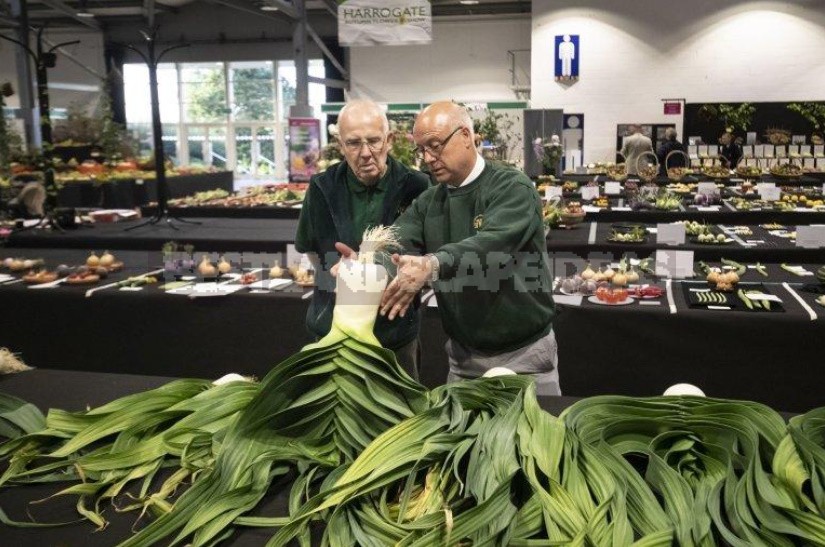 Giant Vegetables On Display In Harrogate (England)