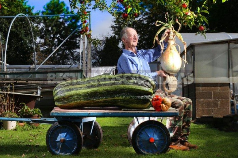 Giant Vegetables On Display In Harrogate (England)