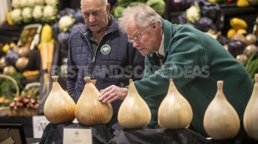 Giant Vegetables On Display In Harrogate (England)