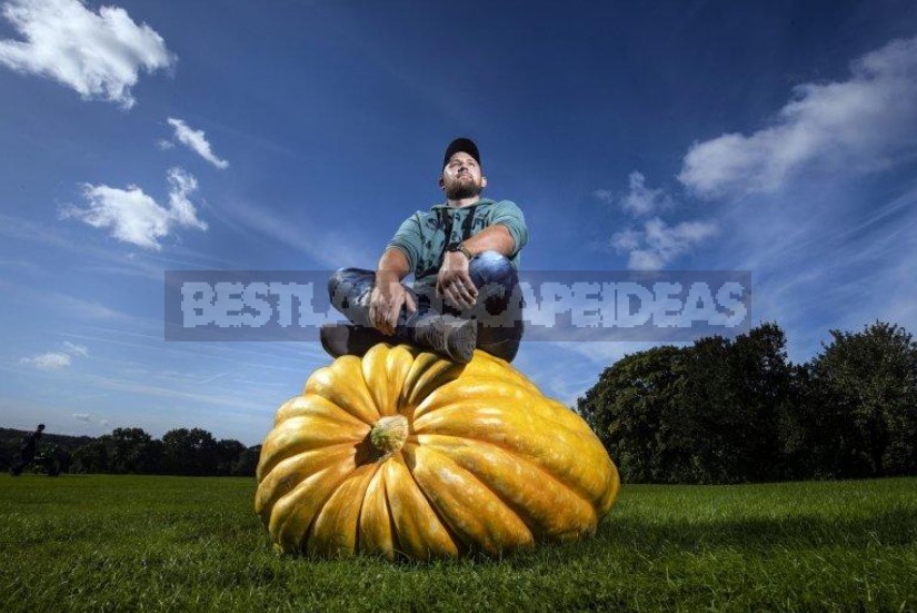 Giant Vegetables On Display In Harrogate (England)