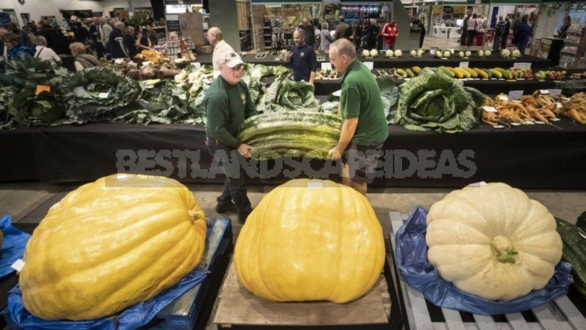 Giant Vegetables On Display In Harrogate (England)