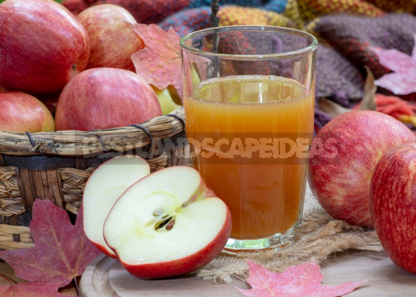 Preparations From Fallen Apples: Compote, Jam, Juice, Cider, Vinegar, Dried