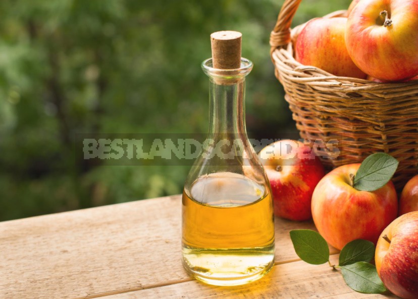 Preparations From Fallen Apples: Compote, Jam, Juice, Cider, Vinegar, Dried