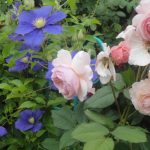 Roses And Clematis: Possible Combinations