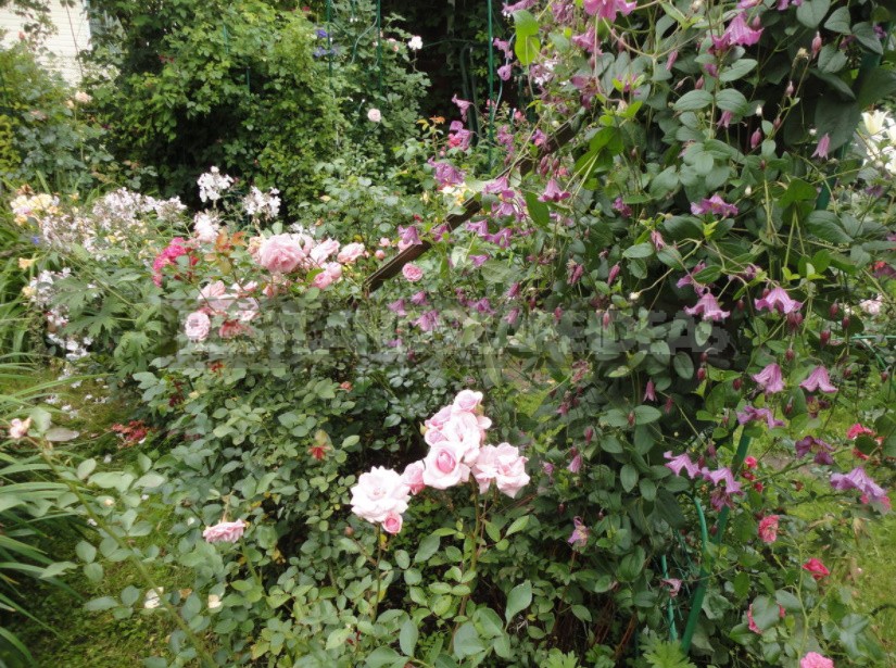 Roses And Clematis: Possible Combinations