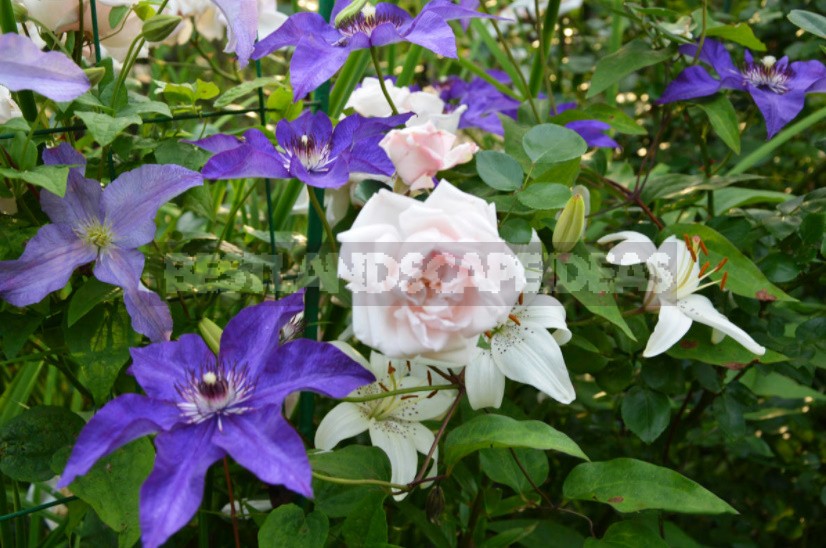 Roses And Clematis: Possible Combinations