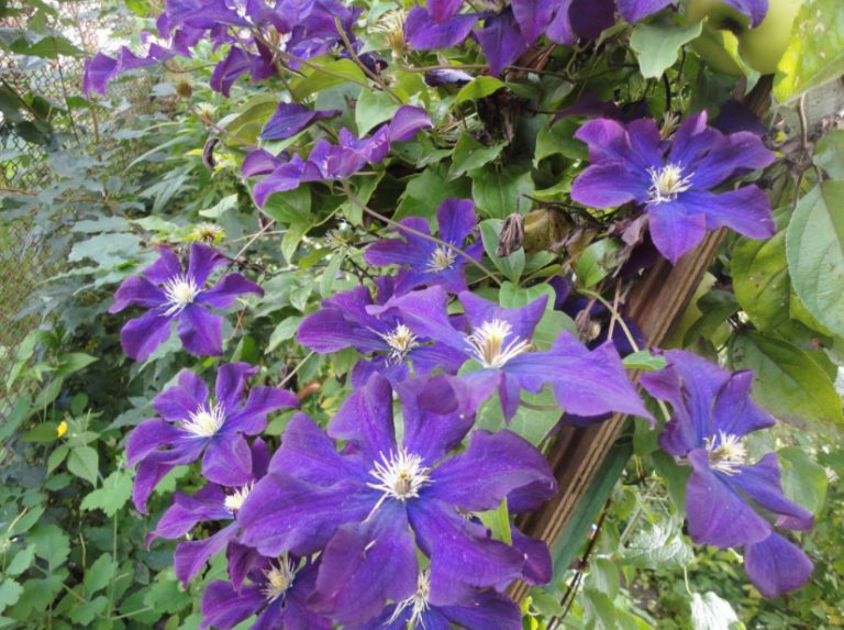 Roses And Clematis: Possible Combinations - Best Landscape Ideas