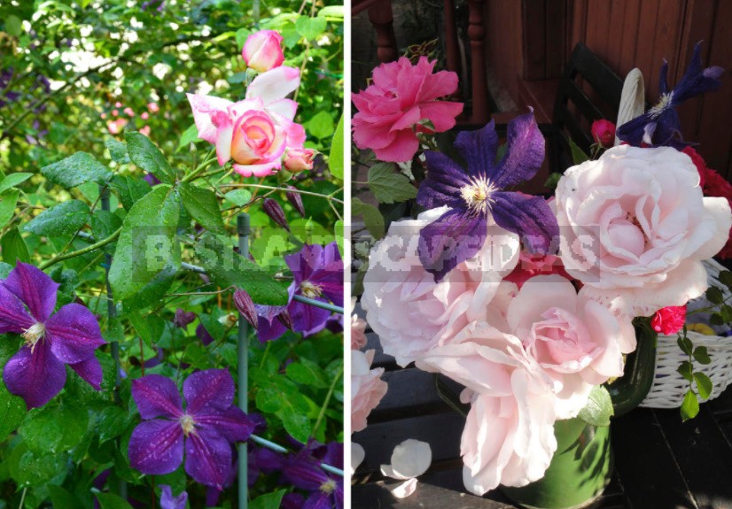 Roses And Clematis: Possible Combinations