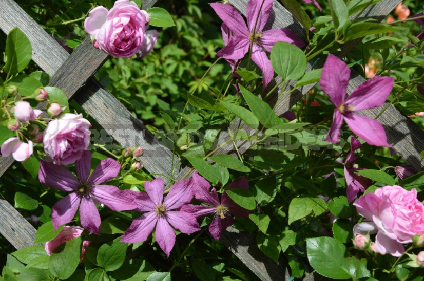 Roses And Clematis: Possible Combinations