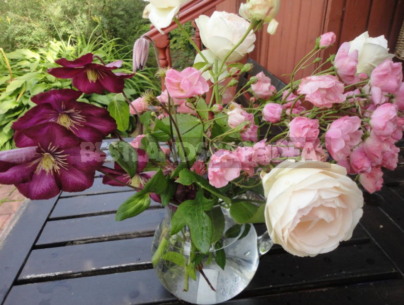 Roses And Clematis: Possible Combinations