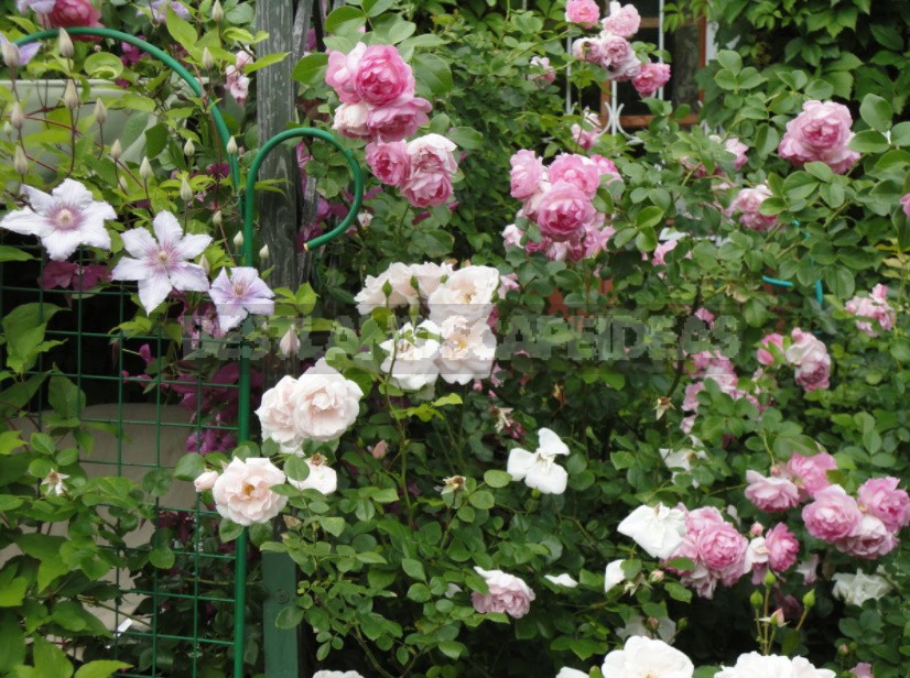 Roses And Clematis: Possible Combinations