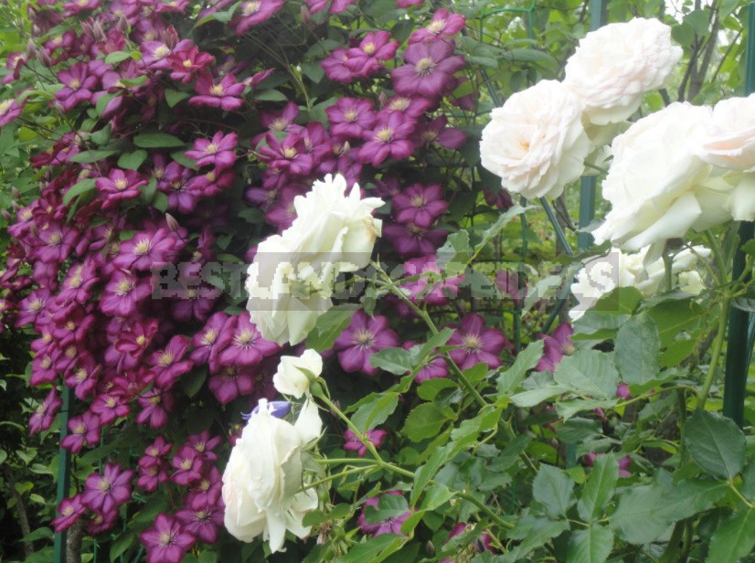 Roses And Clematis: Possible Combinations