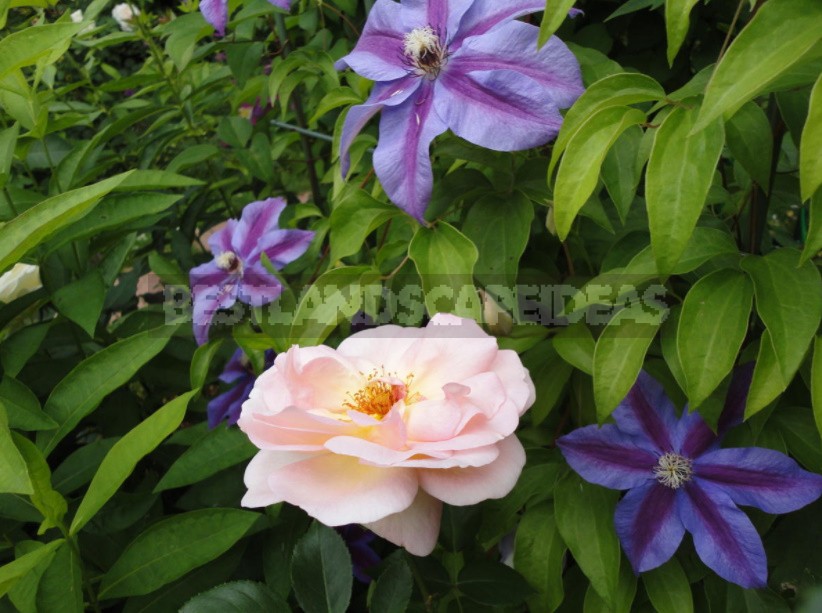 Roses And Clematis: Possible Combinations