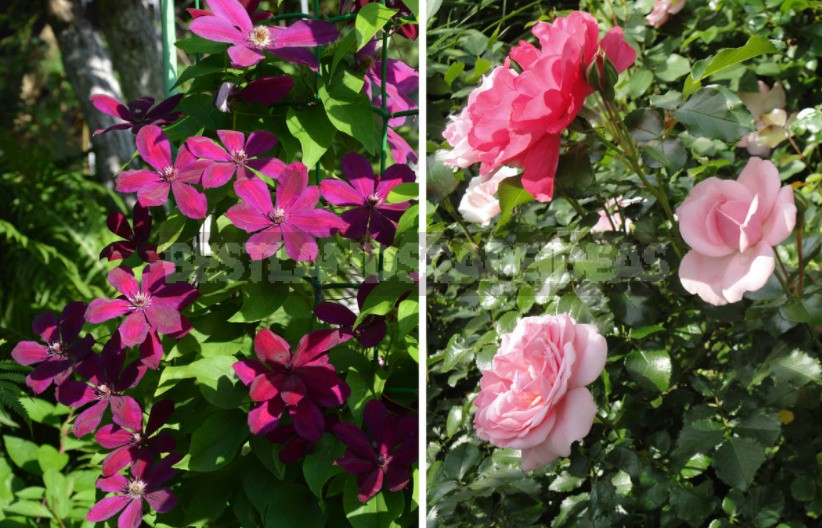 Roses And Clematis: Possible Combinations