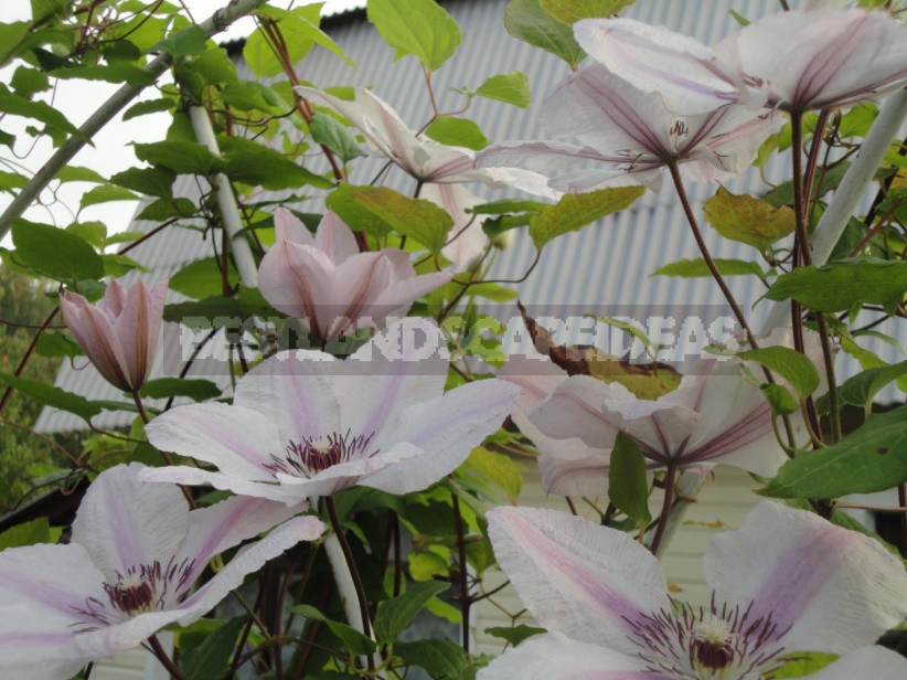 Roses And Clematis: Possible Combinations