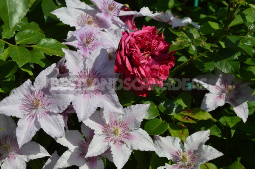 Roses And Clematis: Possible Combinations