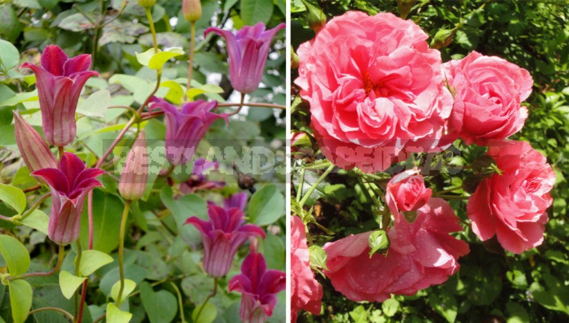 Roses And Clematis: Possible Combinations