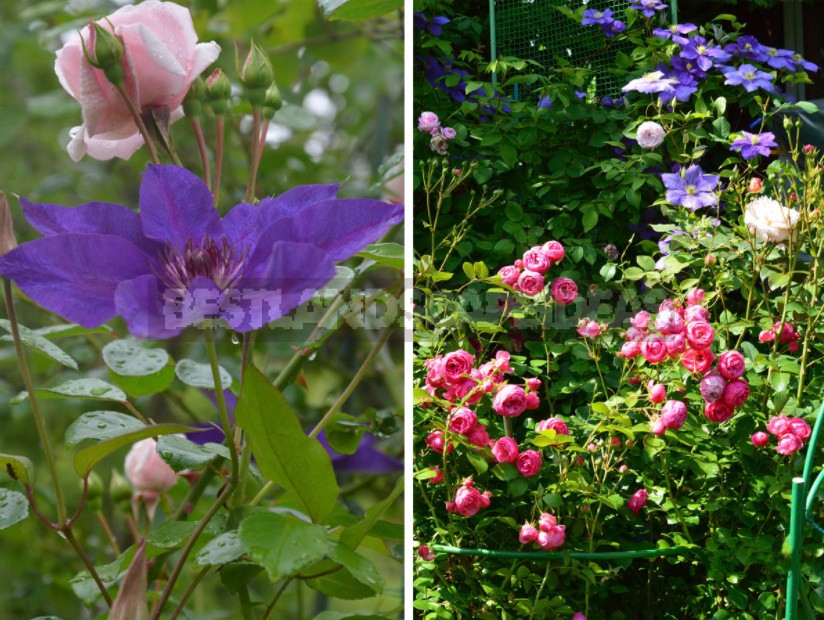 Roses And Clematis: Possible Combinations