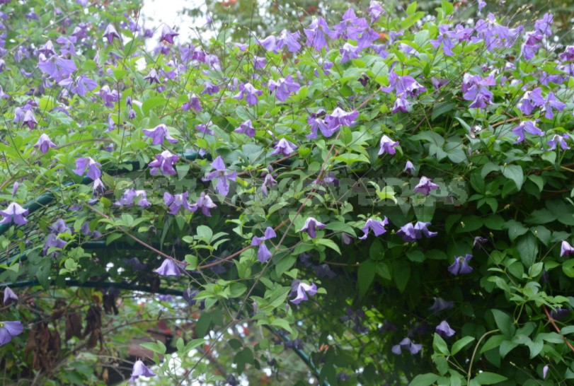 Roses And Clematis: Possible Combinations