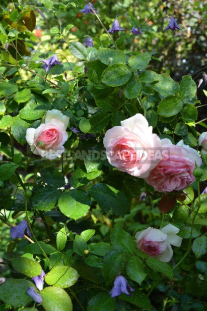 Roses And Clematis: Possible Combinations