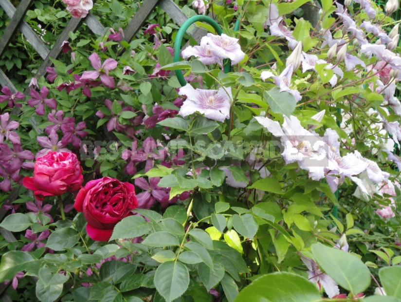 Roses And Clematis: Possible Combinations