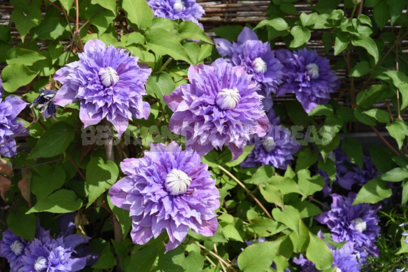 Roses And Clematis: Possible Combinations