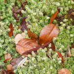 Sphagnum Moss: Properties And Use In The Garden