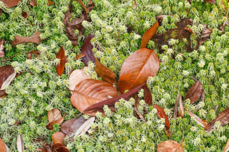 Sphagnum Moss Properties And Use In The Garden Best Landscape Ideas