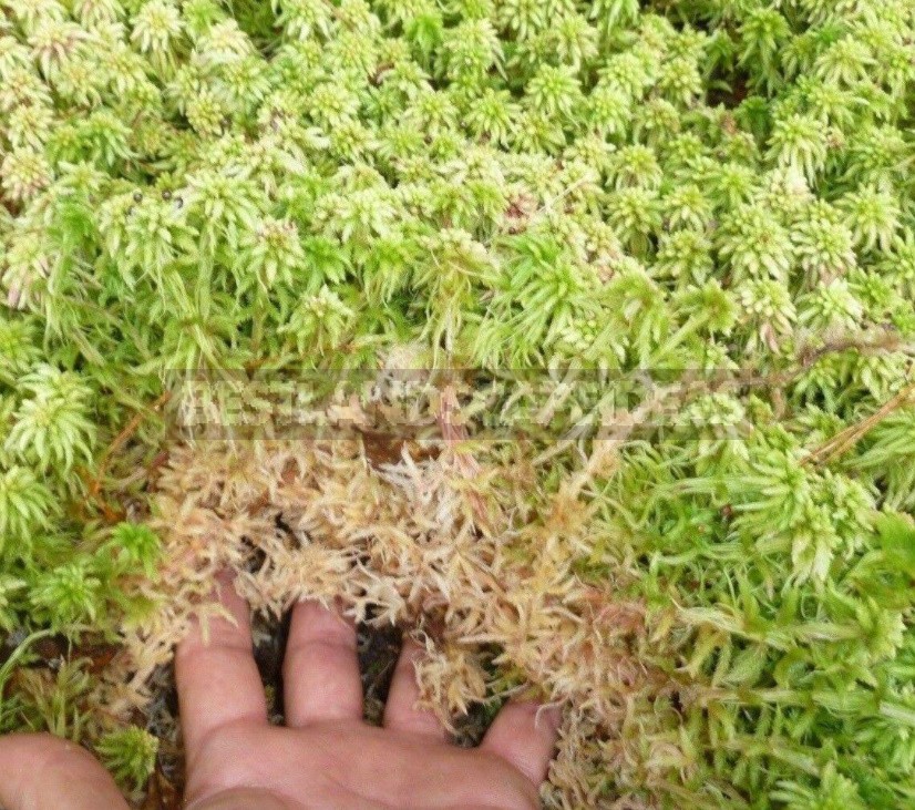 Sphagnum Moss: Properties And Use In The Garden