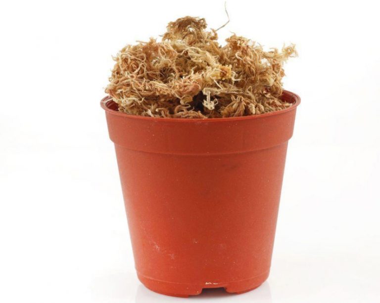Sphagnum Moss Properties And Use In The Garden Best Landscape Ideas
