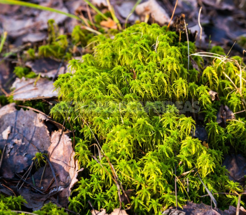 Sphagnum Moss: Properties And Use In The Garden