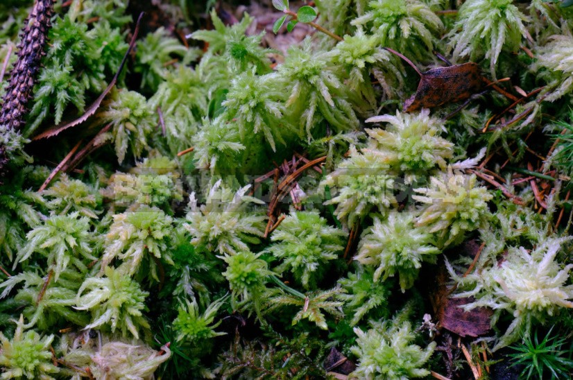 Sphagnum Moss: Properties And Use In The Garden