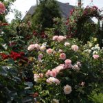 What You Should Know About Climbing Roses: The Recommendations Of The Professional (Part 2)