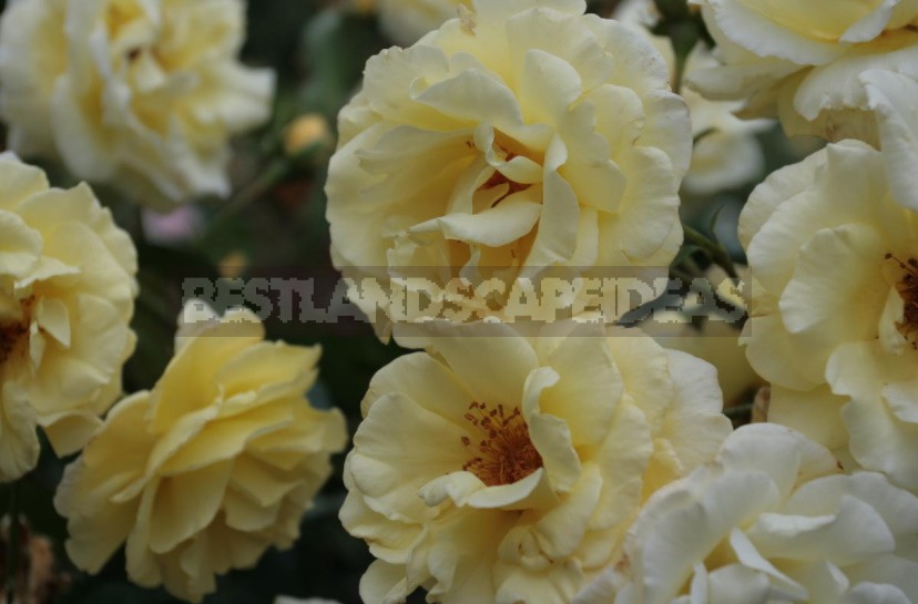 What You Should Know About Climbing Roses: The Recommendations Of The Professional (Part 1)