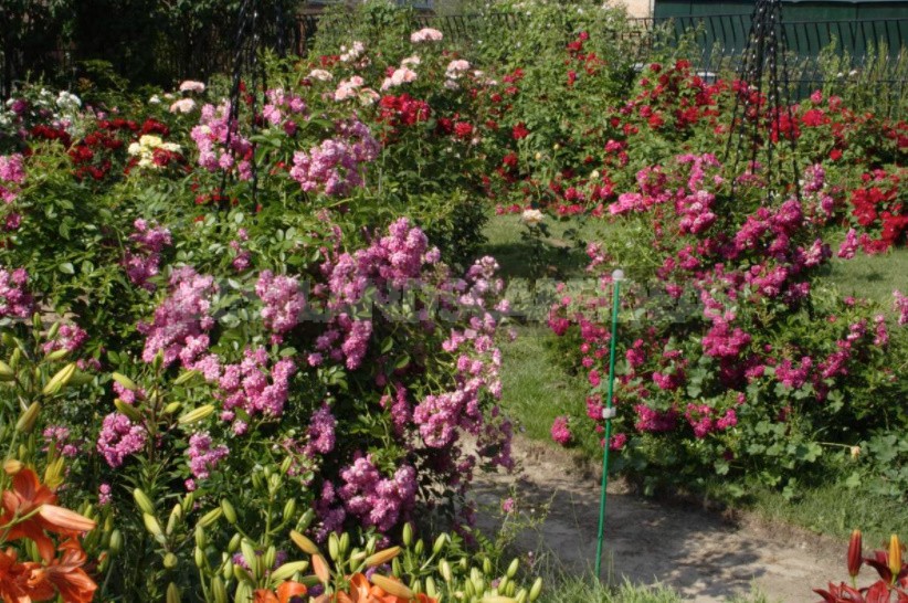 What You Should Know About Climbing Roses: The Recommendations Of The Professional (Part 1)