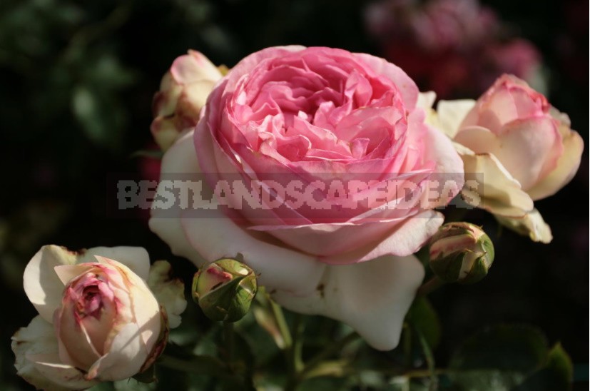 What You Should Know About Climbing Roses: The Recommendations Of The Professional (Part 2)