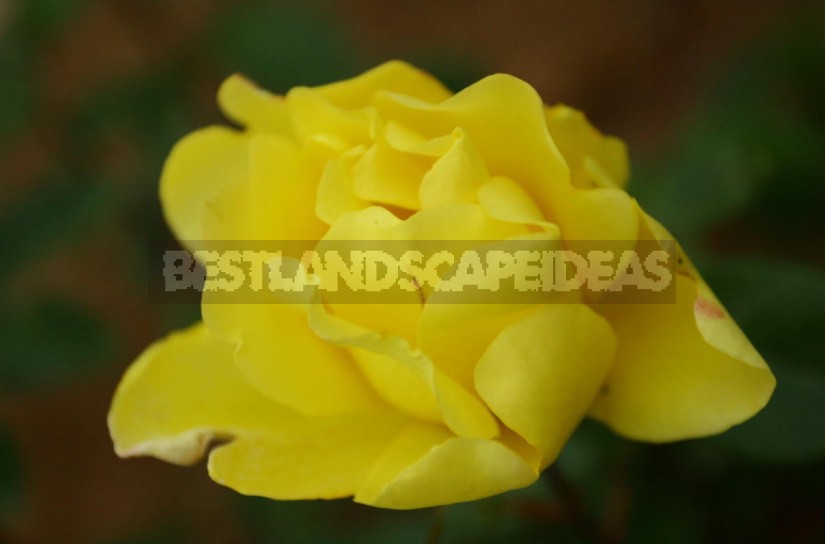 What You Should Know About Climbing Roses: The Recommendations Of The Professional (Part 2)