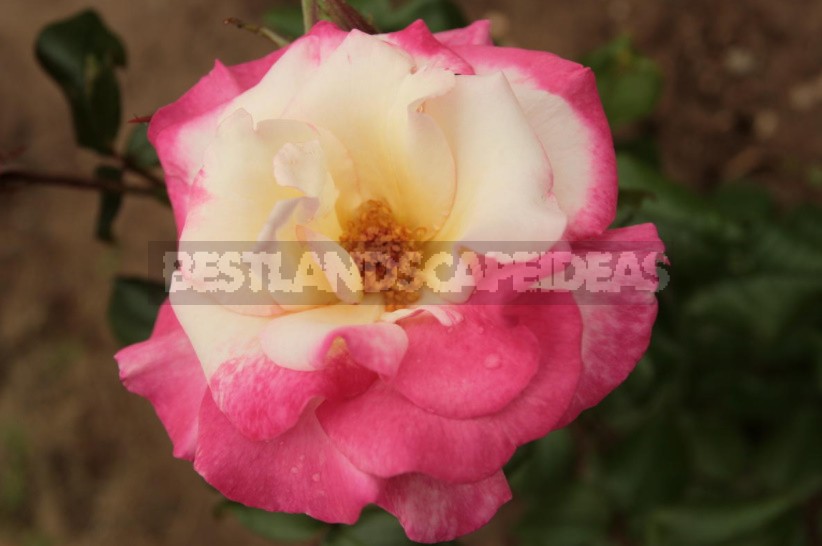 What You Should Know About Climbing Roses: The Recommendations Of The Professional (Part 1)