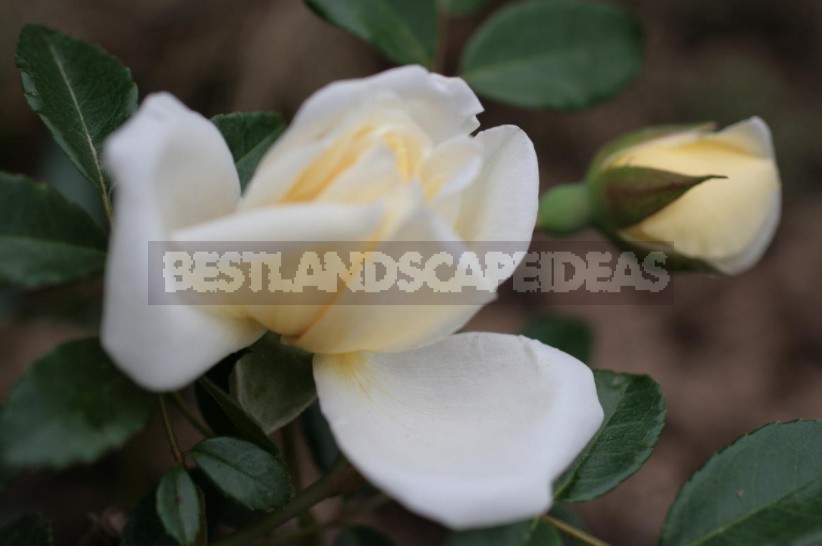 What You Should Know About Climbing Roses: The Recommendations Of The Professional (Part 1)