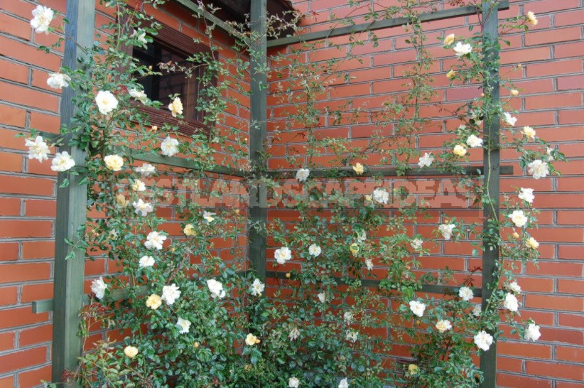 What You Should Know About Climbing Roses: The Recommendations Of The Professional (Part 1)