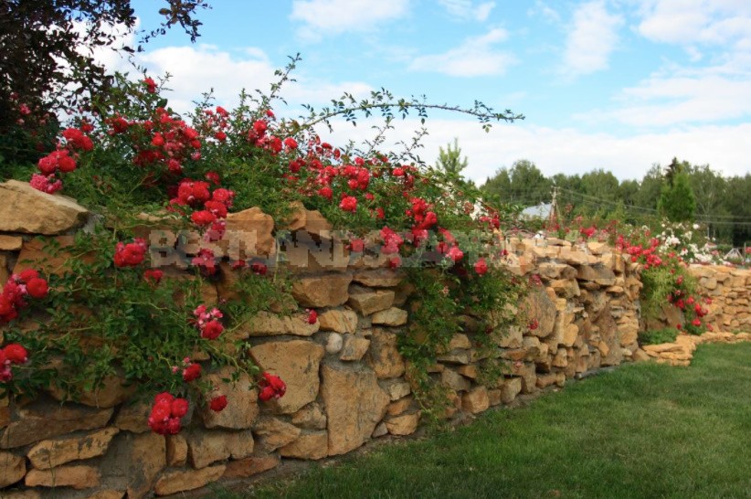 What You Should Know About Climbing Roses: The Recommendations Of The Professional (Part 1)