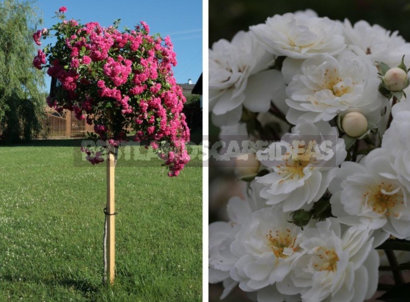 What You Should Know About Climbing Roses: The Recommendations Of The Professional (Part 1)