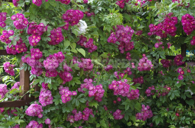 What You Should Know About Climbing Roses: The Recommendations Of The Professional (Part 1)