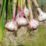 Winter And Spring Garlic: Planting, Care, Storage