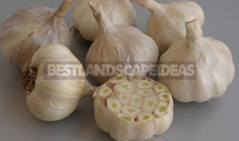 Winter And Spring Garlic: Planting, Care, Storage