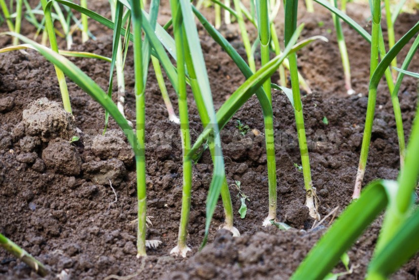 Winter And Spring Garlic: Planting, Care, Storage