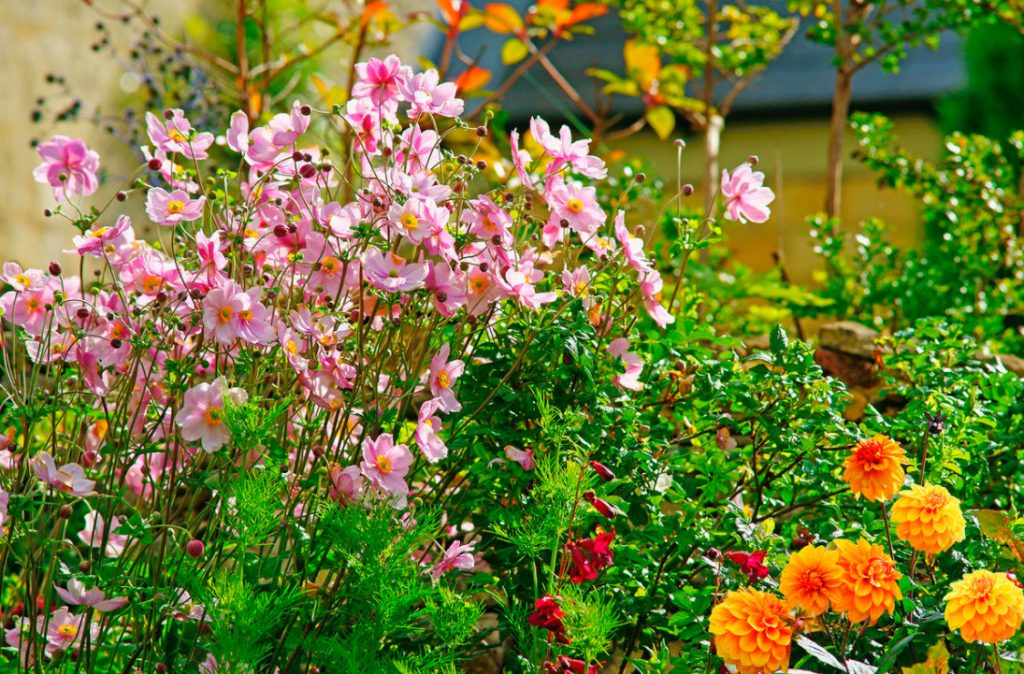 Autumn Perennials: An Overview Of Late Blooms
