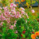 Autumn Perennials: An Overview Of Late Blooms